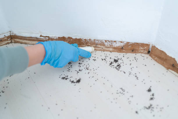 Best Residential Pest Control  in Homestead, FL